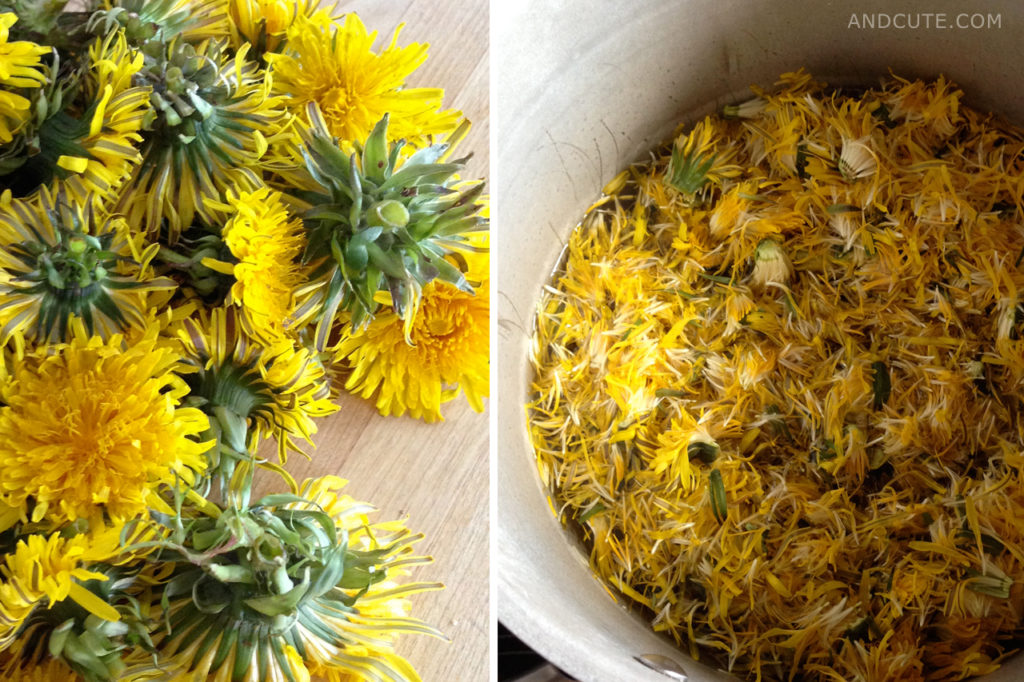 Making of Dandelion Honey